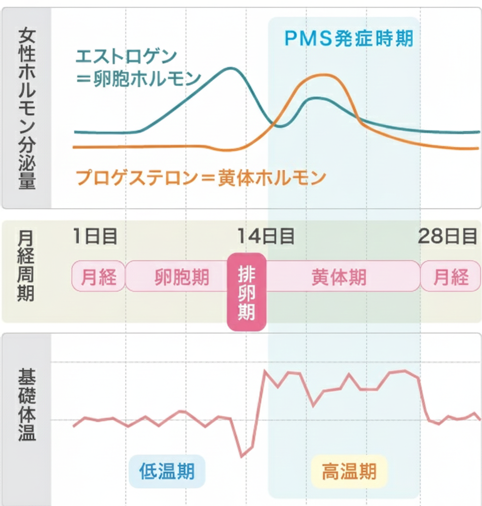 生理周期とPMS